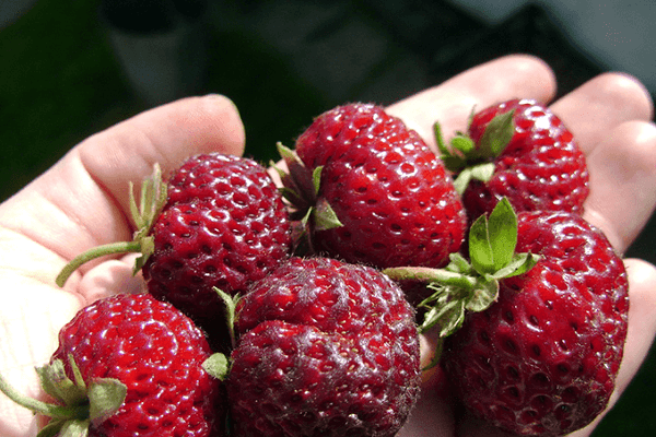 Vielfalt an Beeren 