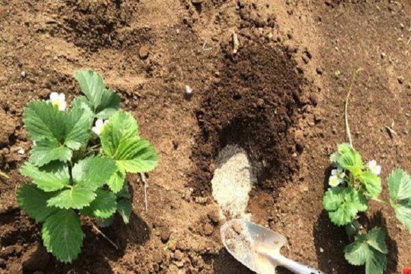 plantando fresas