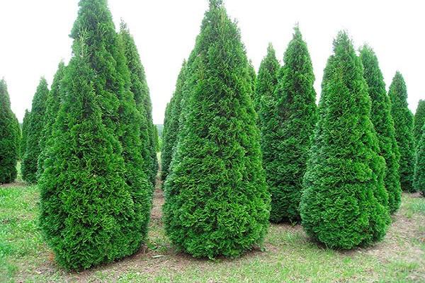 thuja strelice 