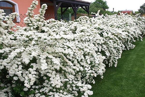 vytrvalá spirea