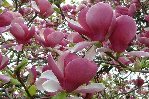 Magnolia træ