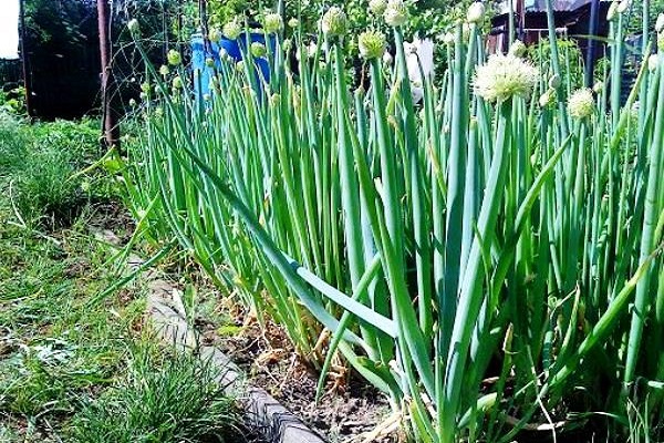 perennial onion