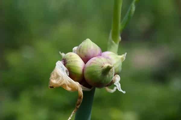 vegetative na pamamaraan