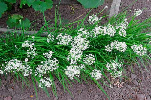 fragrant onion