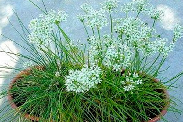 vegetable growing