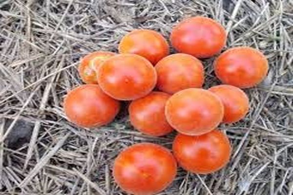 tomato variety and cultivation