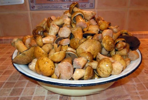 mechové houby na talíři