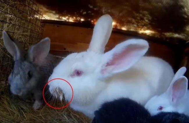 kousací pakomár u králíků