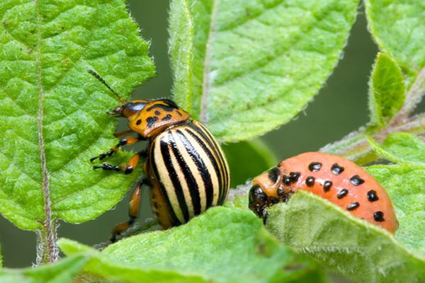 colorados on a leaf