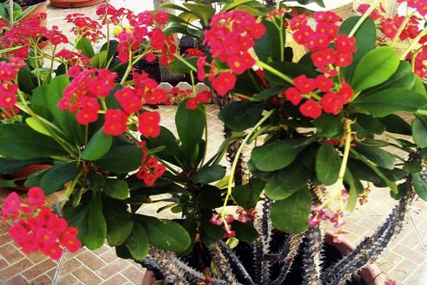 Euphorbia Mile