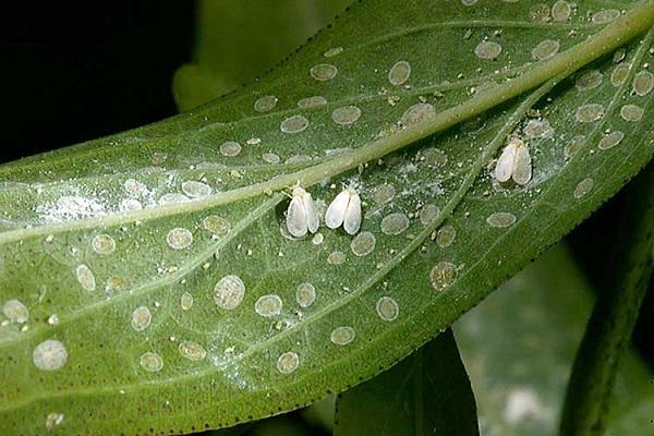 pequeños mosquitos