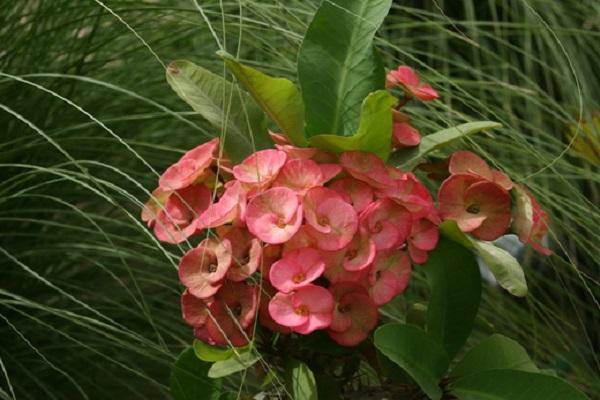 hojas de flores 