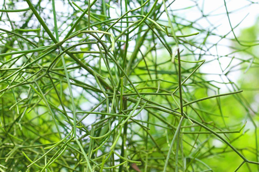 spurge tirucalli