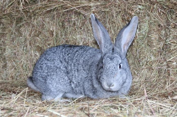 thỏ chinchilla