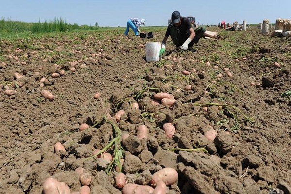 поново саставити