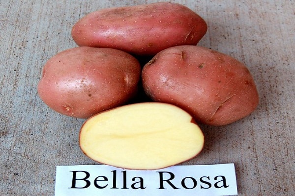 variety Bellarosa