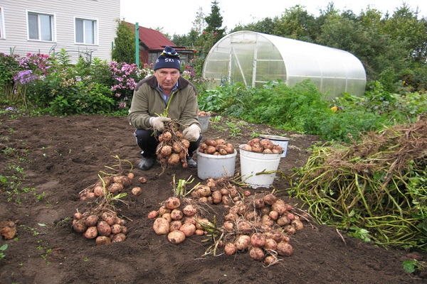 zdrowe bulwy