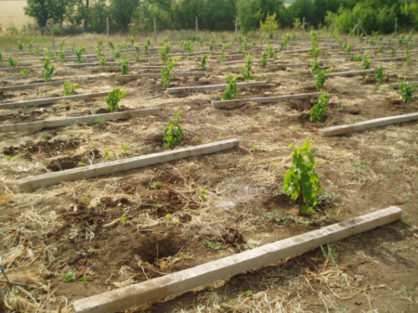 planter du raisin