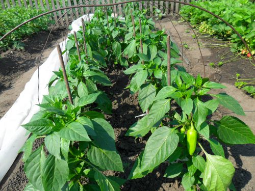 plantació de pebrot