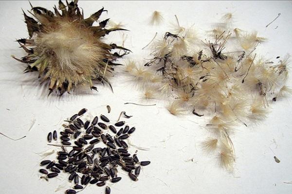 fluffy seeds 