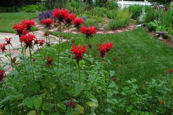 vegetative path 