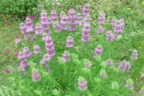 citrus monarda