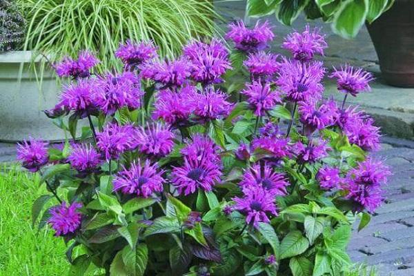 hybrid monarda