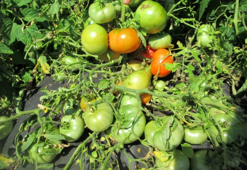 Mongolian dwarf tomato bushes 