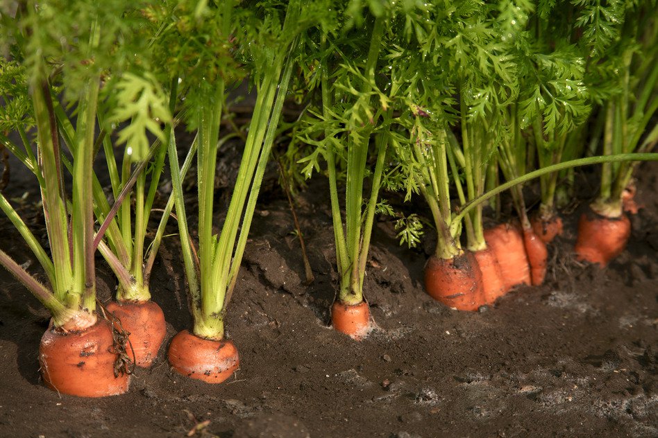 zanahorias que crecen en el jardín