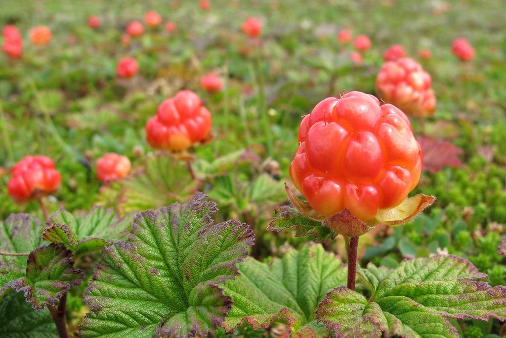 wachsende Moltebeeren