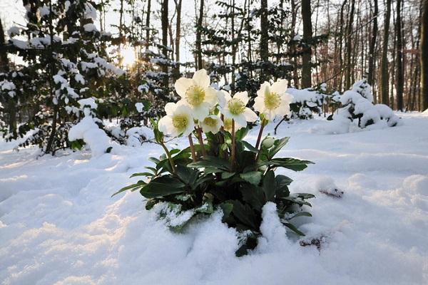 plant in the forest 