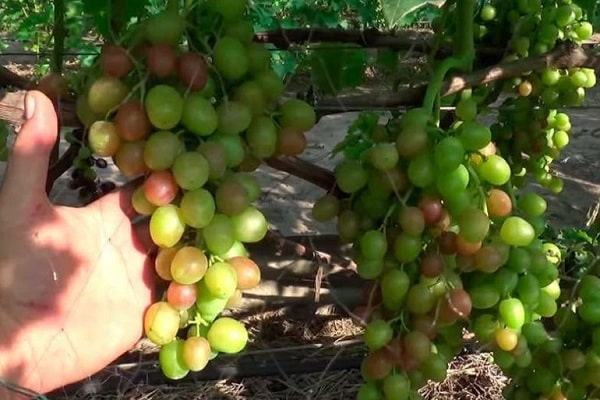 variétés résistantes au gel