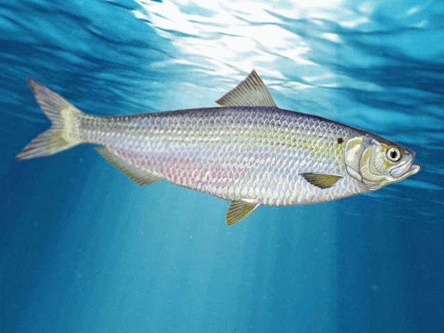 List of 48 species of fish, their names and characteristics, descriptions and where they live