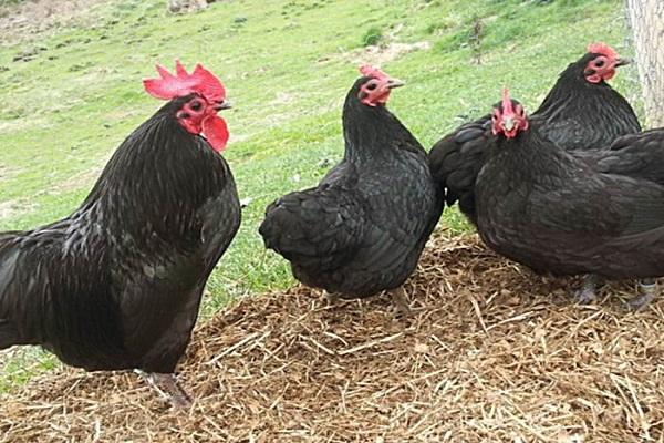 black chickens