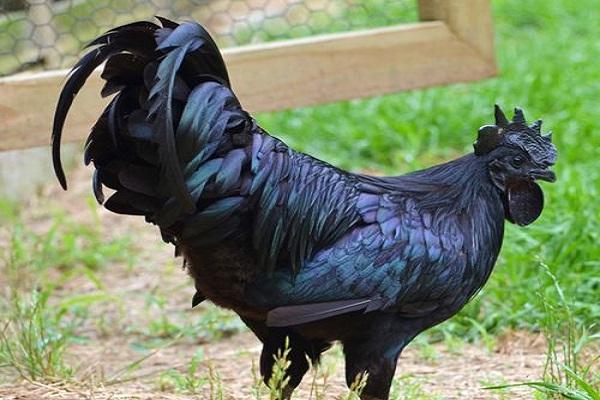 rooster on a walk 