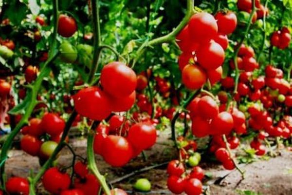 récolte de tomates