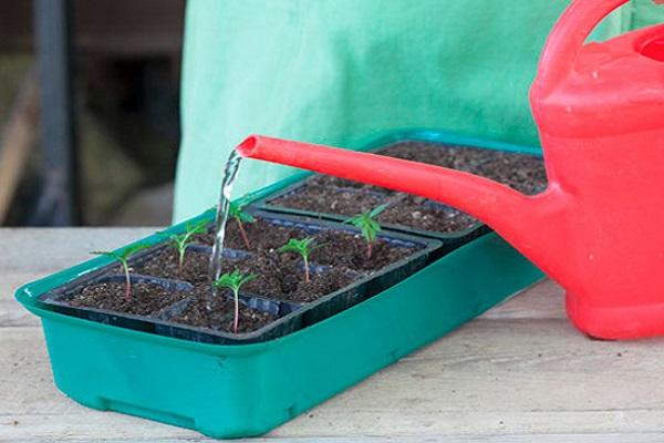 pagpapakain mula sa isang watering can 