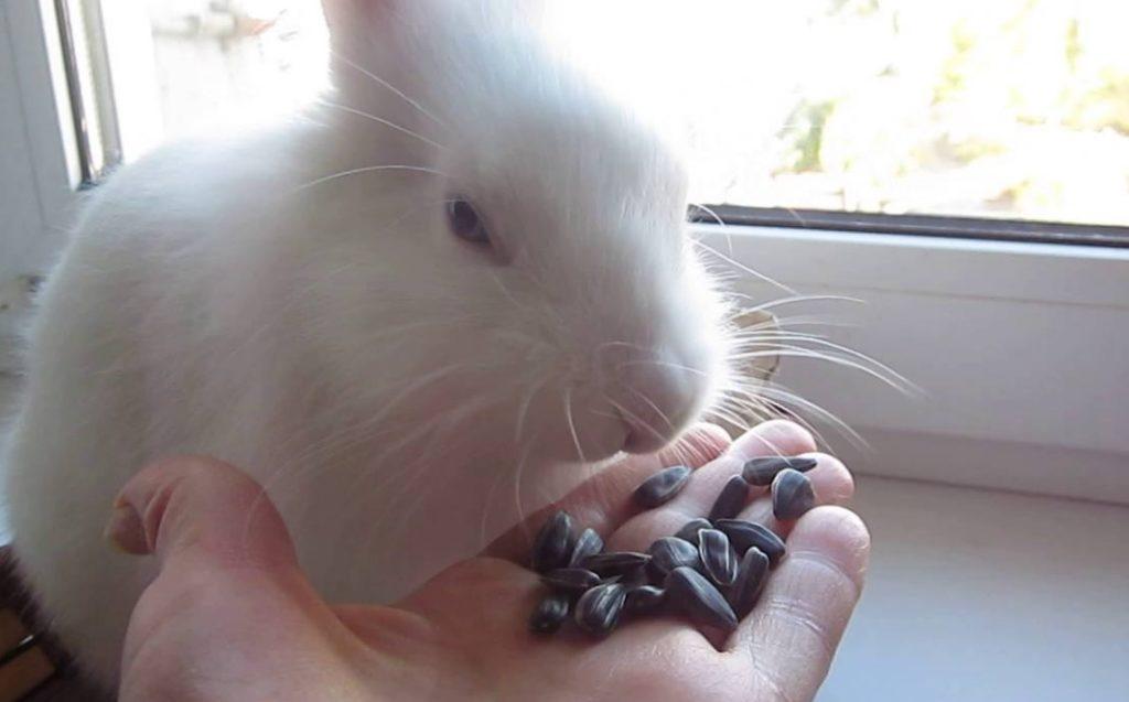 semena pro králíka