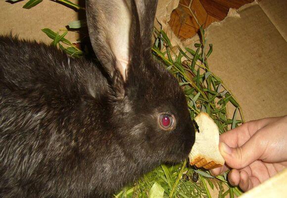 Ist es möglich, Kaninchen mit Brot zu füttern?