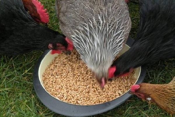 de vogels zijn aan het eten 