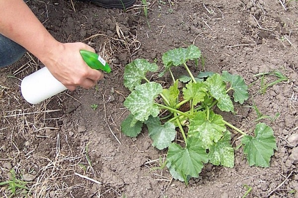 la verdura da fruto