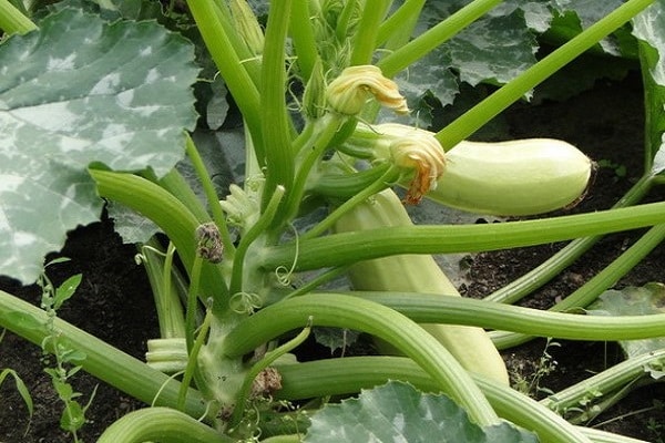 Zucchini im Boden