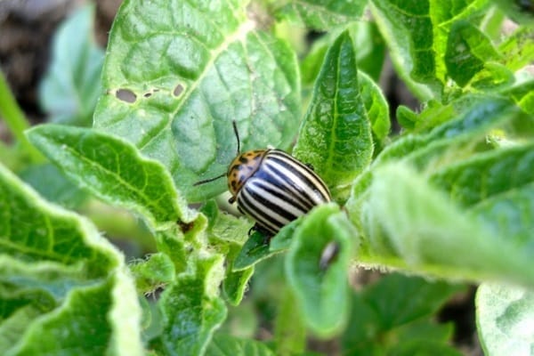 plaga de la patata 