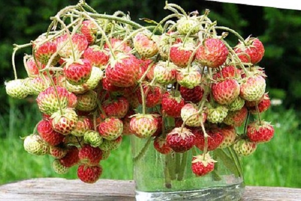 sari-saring strawberry