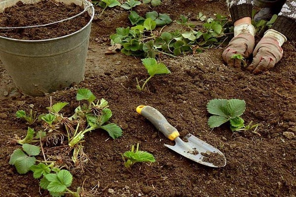 plantas podridas