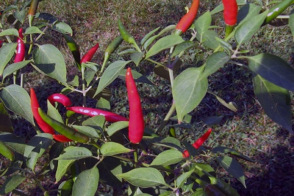 pekoča paprika