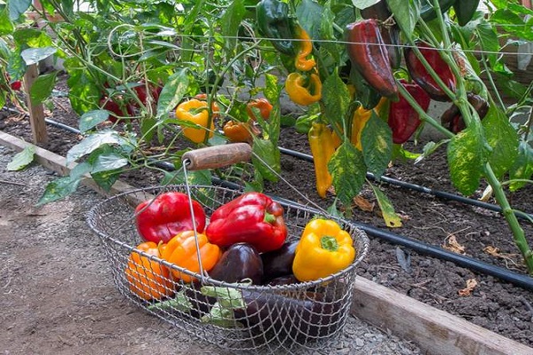 pimentas em uma cesta 