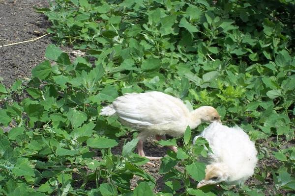 poussins près de l'herbe 