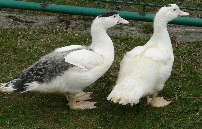 les poussins marchent 