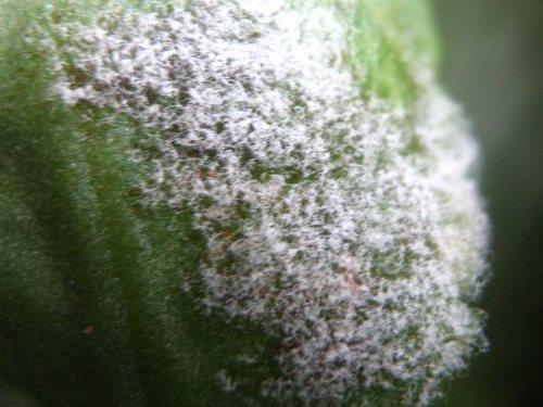 Downy mildew